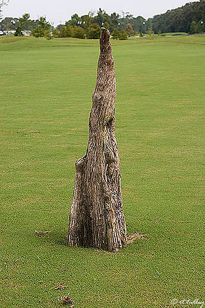 Atchafalaya Cypress Knee Yardage Marker