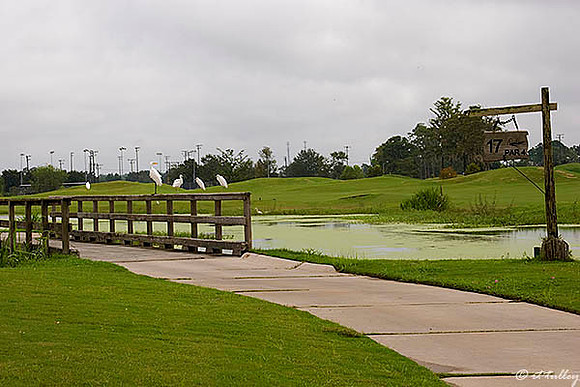 Atchafalaya Egrets on Bridge