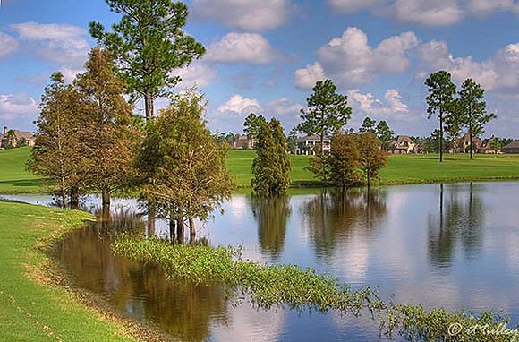 Gray Plantation #5