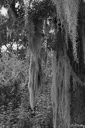 Atchafalaya Spanish Moss