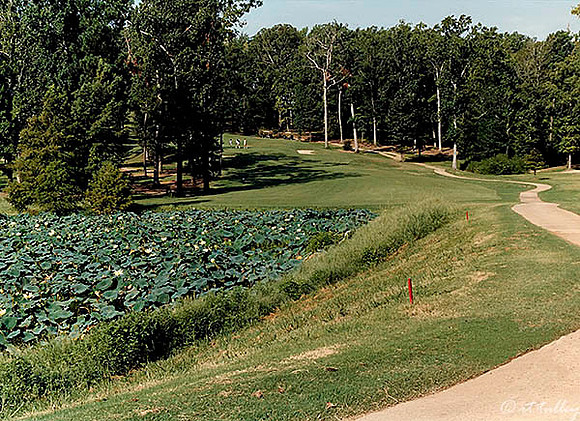 Cypress Bend #9