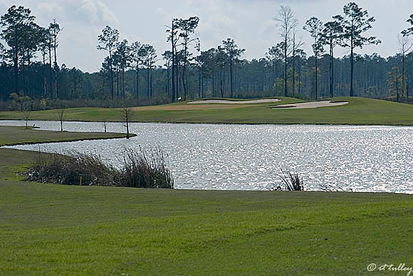 Gray Plantation #11