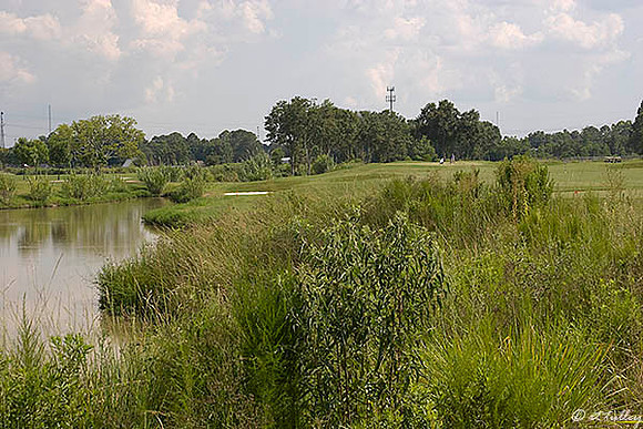 the Wetlands #12