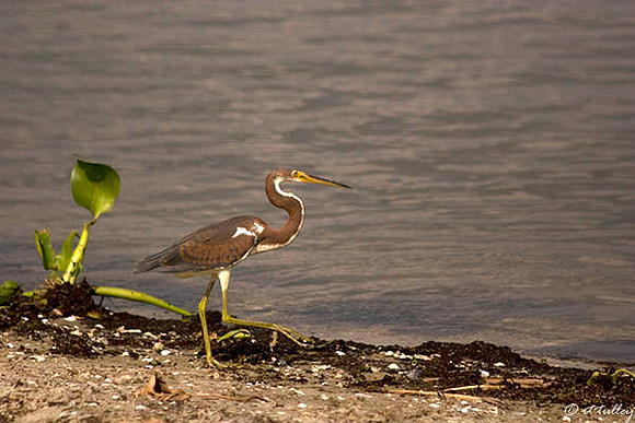 Juvenile Tricolored Heron (Louisiana Heron)