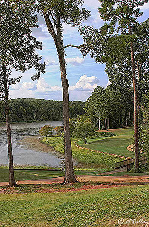 Cypress Bend #6 tee
