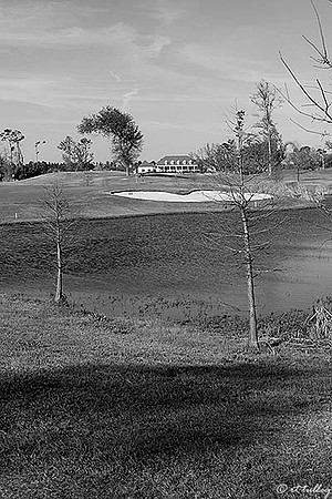 Gray Plantation #17 B/W