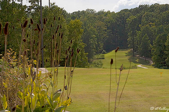 Cypress Bend #1