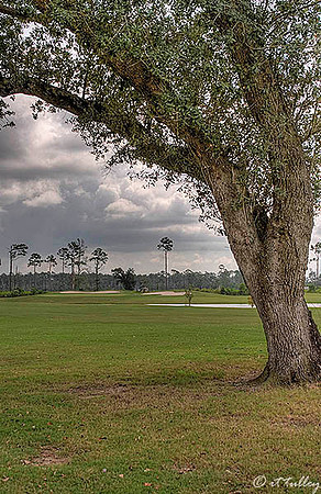 Gray Plantation #11