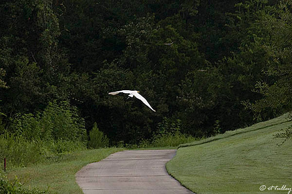 Atchafalaya Egret in flight