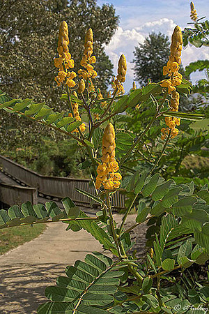 Cypress Bend Candelabra Plant