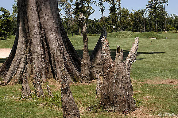 TPC Louisiana #13