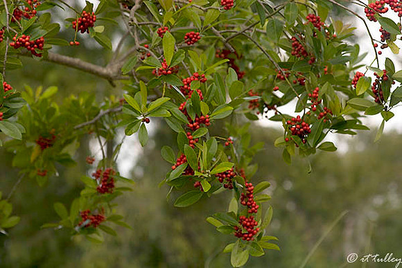 TPC Louisiana Closeup Berries