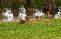 Atchafalaya Ducks