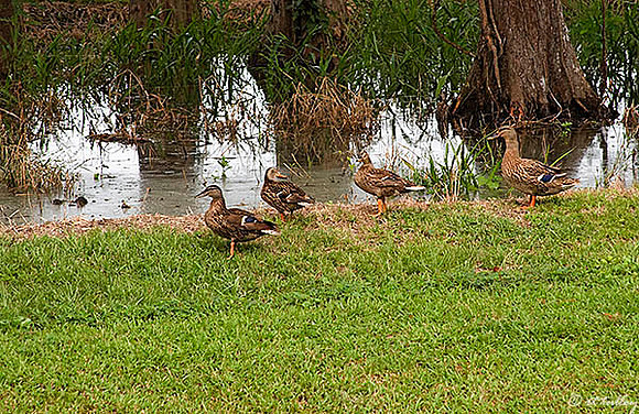 Atchafalaya Ducks