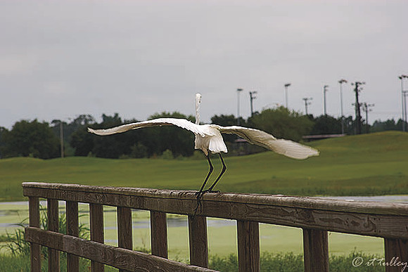 Atchafalaya Preparing for Flight