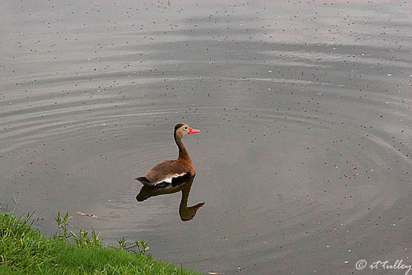 TPC Louisiana Wood Duck