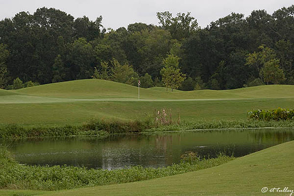 Atchafalaya #8 Green