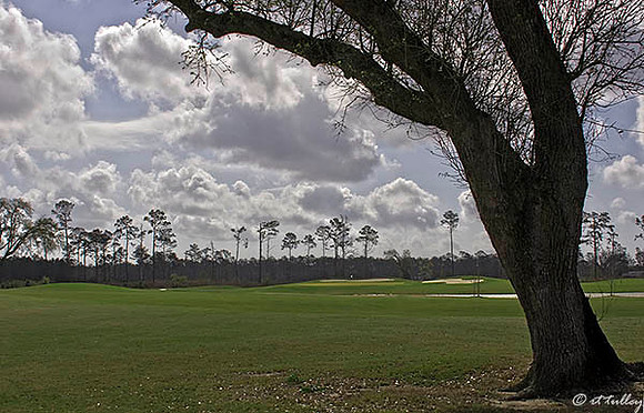 Gray Plantation #11