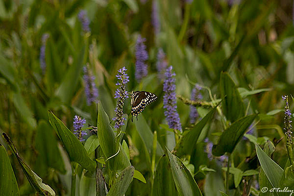 Atchafalaya Butterfly