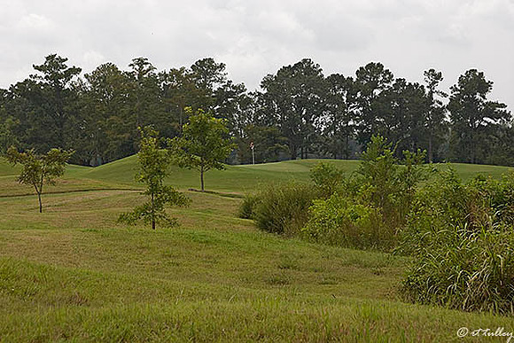 Atchafalaya #8 Green