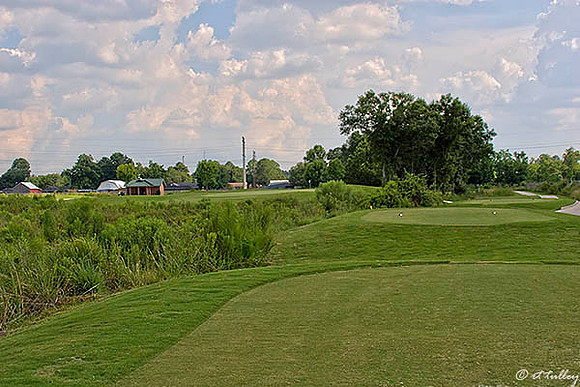 the Wetlands #13