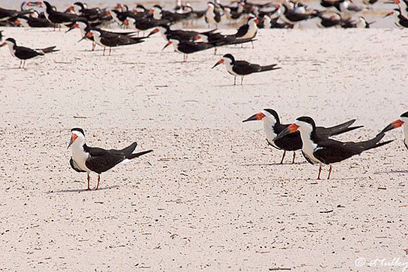 Black Skimmers