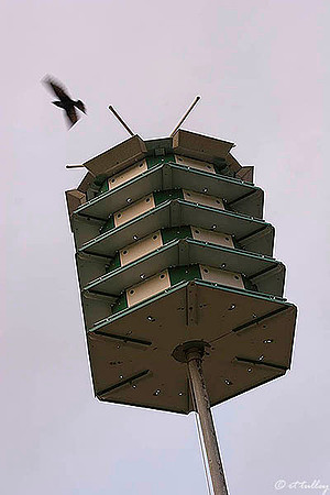 Gray Plantation Birdhouse