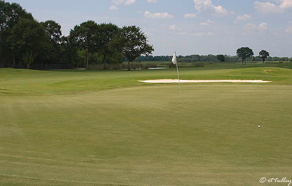 the Wetlands #6