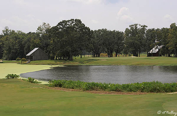 Atchafalaya #7 Green