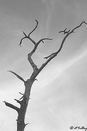 Gray Plantation Tree B/W