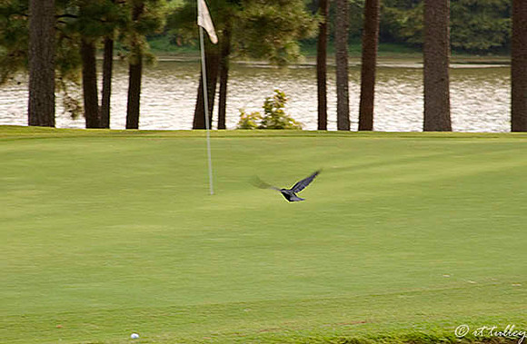 Cypress Bend #8