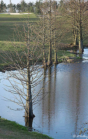Gray Plantation Cypress Trees
