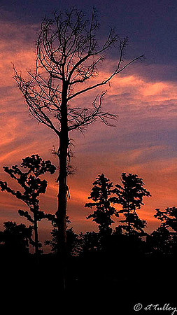 TPC Louisiana Sunset