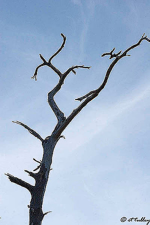 Gray Plantation Tree