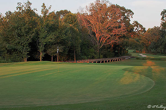 Black Bear GC #11
