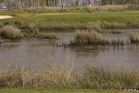 Gray Plantation #6