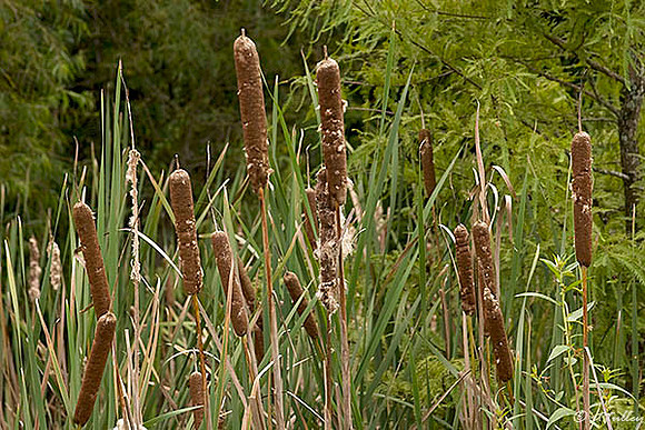 Atchafalaya Cattails
