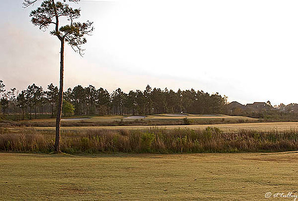 Gray Plantation #7