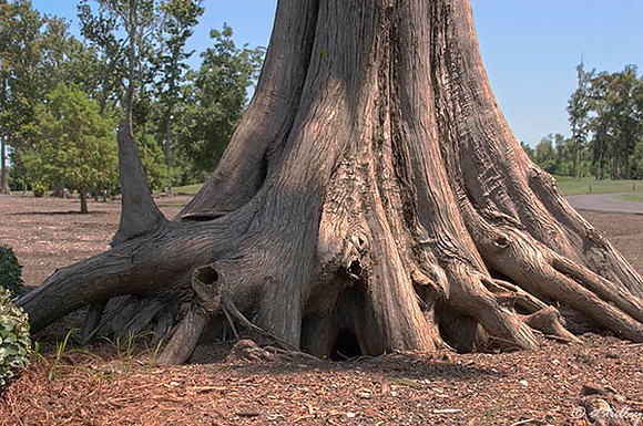 TPC Louisiana Cypress Tree