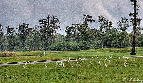 TPC Louisiana #17