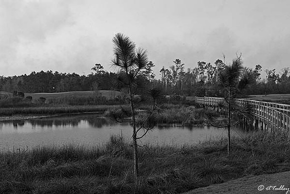 Gray Plantation #5 B/W
