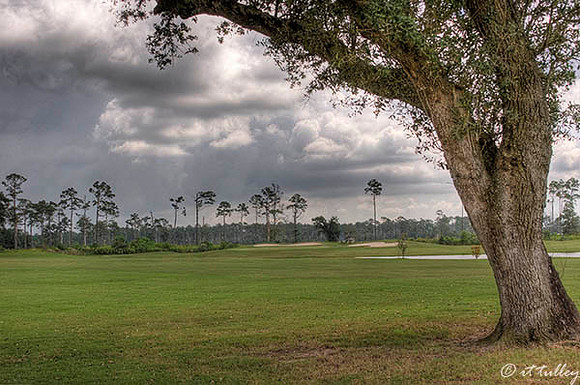 Gray Plantation #11