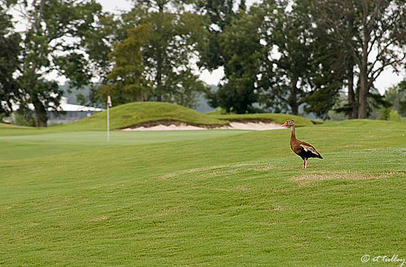 Atchafalaya Wood duck, #15