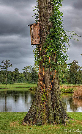 TPC Louisiana Birdhouse