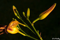 Daylilies