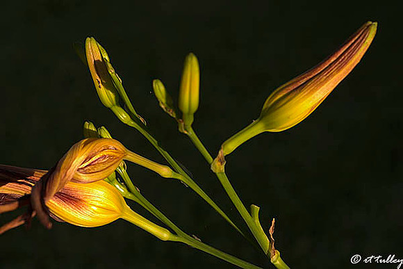 Daylilies