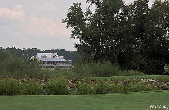 Atchafalaya #16