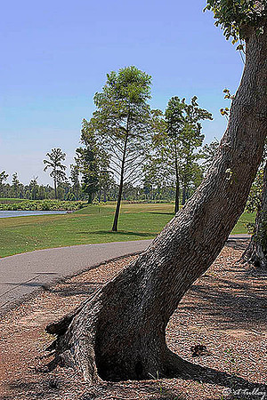 TPC Louisiana #16
