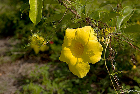Cypress Bend Flower