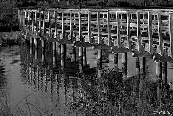 Gray Plantation #6 Bridge B/W